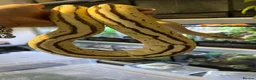 Python Snake reptiles for sale: Male Ball Python - Advert 7