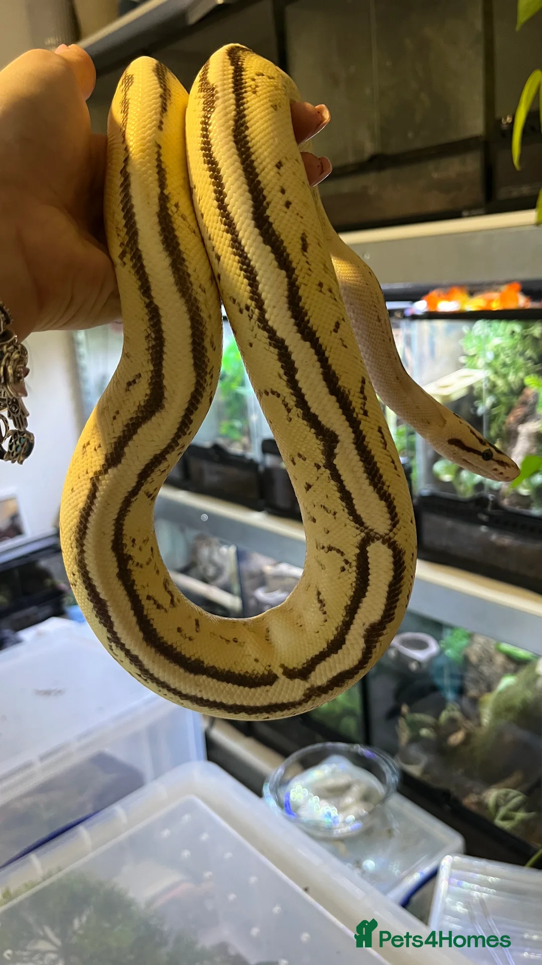 Python Snake reptiles for sale: Male Ball Python - Advert 7