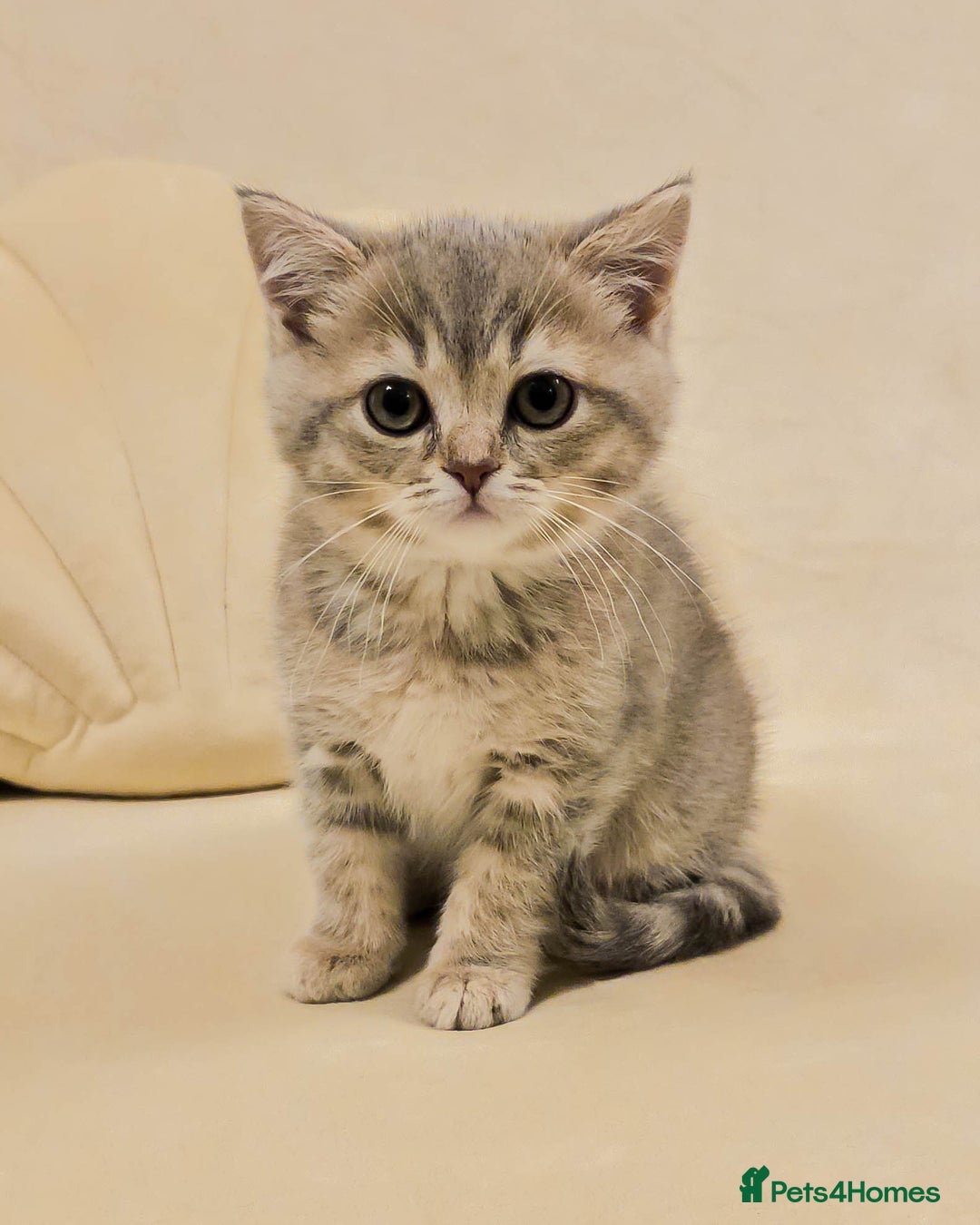 British Shorthair cats for sale: Adorable Kittens Ready For New Home - Advert 18