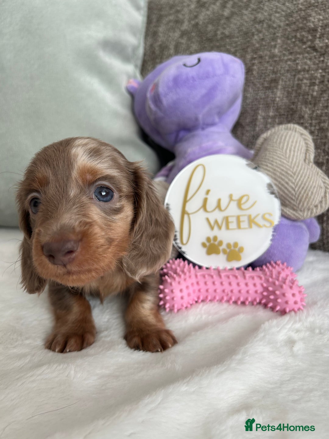 Miniature Dachshund dogs for sale: 🤍🐾 READY NEXT WEEK 🐾🤍 - Image 13