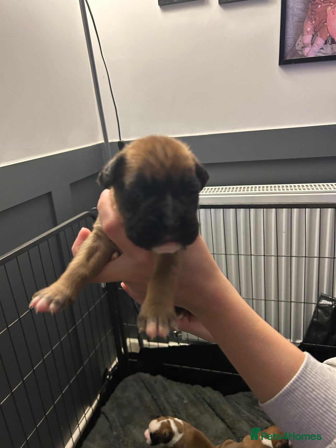 Boxer dogs for sale: Boxer babies - Advert 25