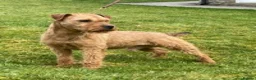 Lakeland Terrier dogs for stud: Proven Red Lakeland Terrier Stud in Builth Wells - Advert 8