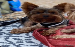 Yorkshire Terrier dogs for stud: For stud only Yorkshire Terrier  - Image 7
