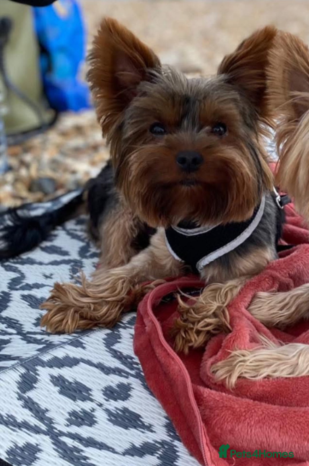 Yorkshire Terrier dogs for stud: For stud only Yorkshire Terrier  - Image 7