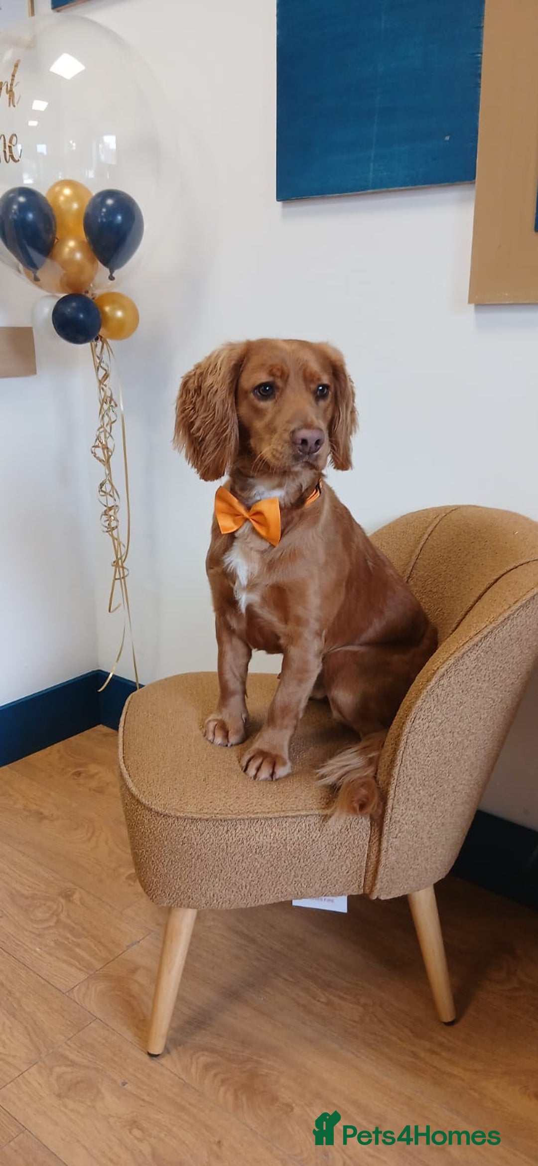 Cocker Spaniel dogs for sale: Cocker spaniel Male 1 year old  - Advert 6