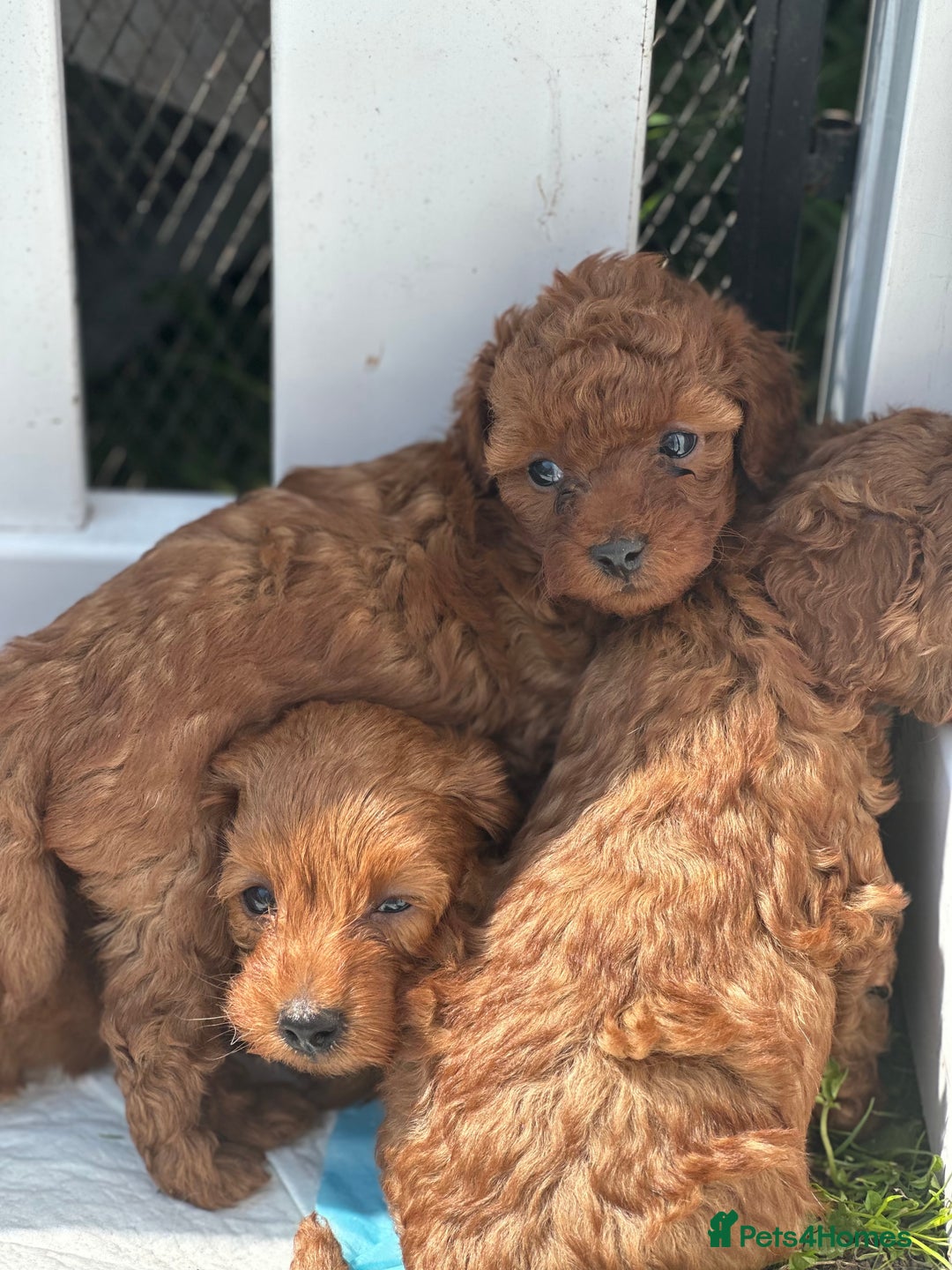 Cockapoo dogs for sale: Stunning litter of Red FIB cockapoo Girls  - Image 3
