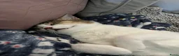 Mixed Breed cats for adoption: [Indoors Only] Lex & Luthor - Adorable Brothers! - Advert 10
