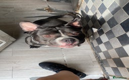 American Bully dogs for stud: Biggs for stud - Image 4