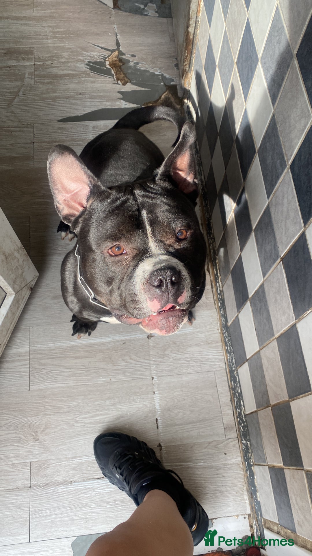 American Bully dogs for stud: Biggs for stud - Image 4