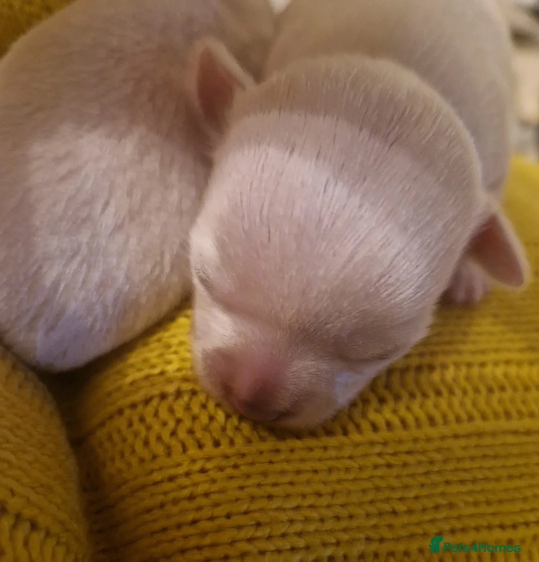 Chihuahua dogs for sale: Pure White Chihuahua Male Puppies For Sale - Advert 5