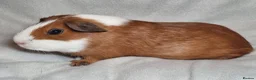 Guinea Pig rodents for sale: Adoption - Bonded Pair Boar(Boy) Guinea Pigs - Advert 6