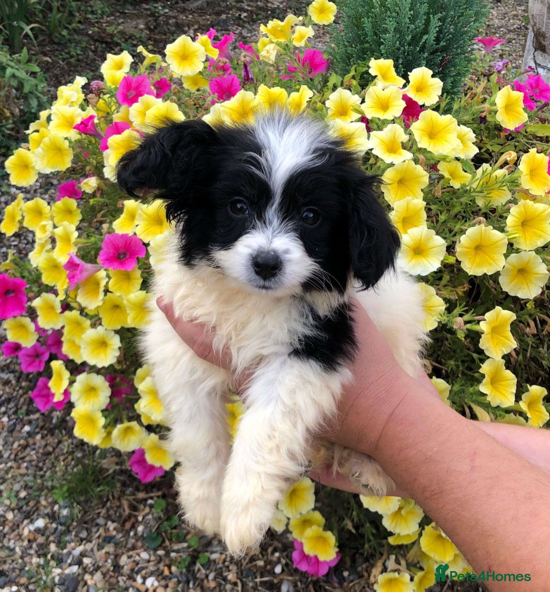 Mixed Breed dogs Poodle / papillon puppies  - Advert 13