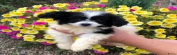 Mixed Breed dogs for sale: Poodle / papillon puppies  in Tonbridge - Advert 6