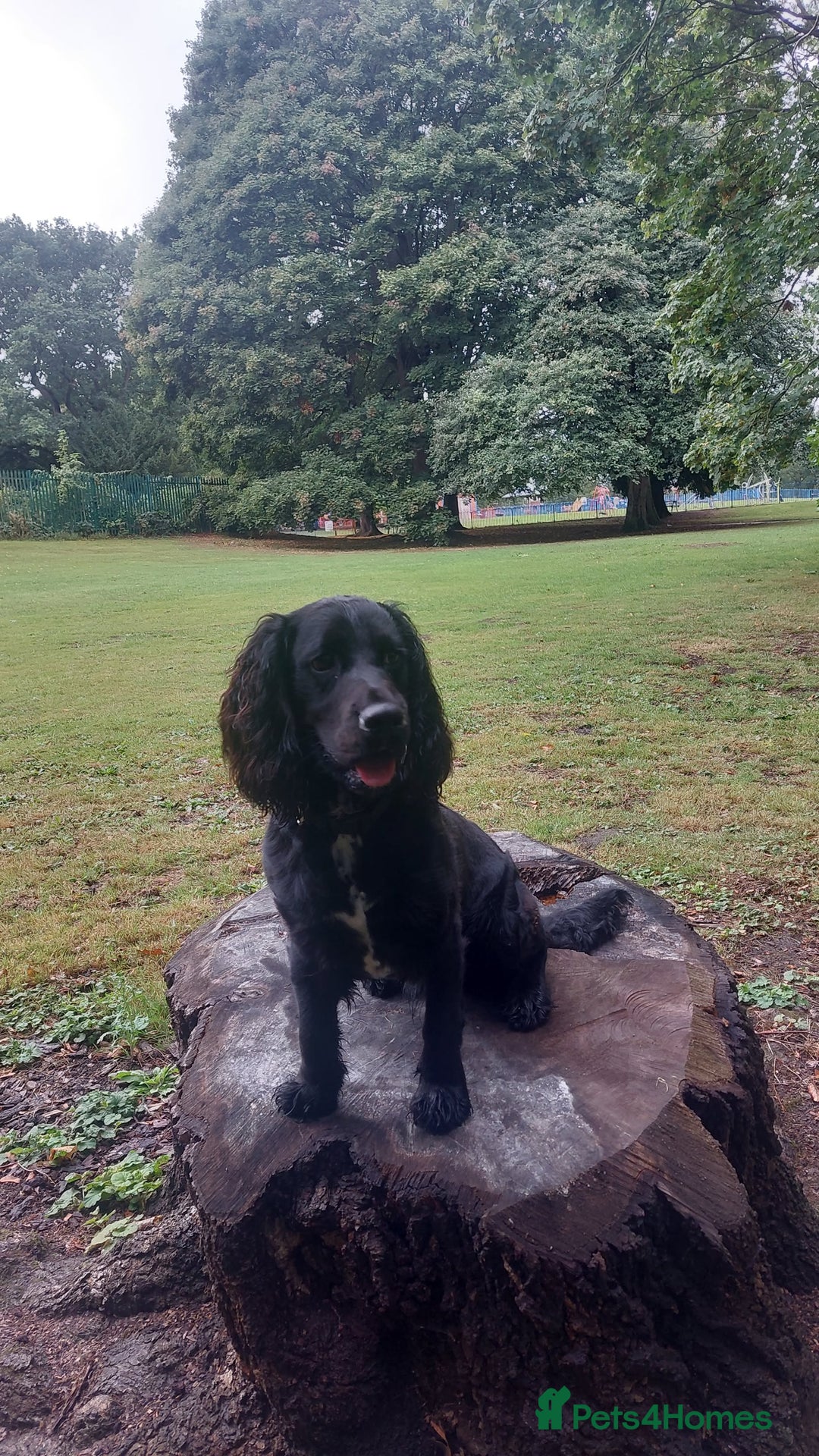 Cocker Spaniel dogs for sale: Working Show cocker spaniel  - Image 1