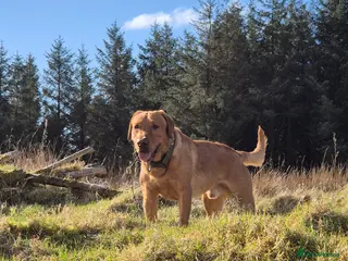 Labrador Retriever dogs Fully Health Tested Red Fox Lab Stud - Advert 16