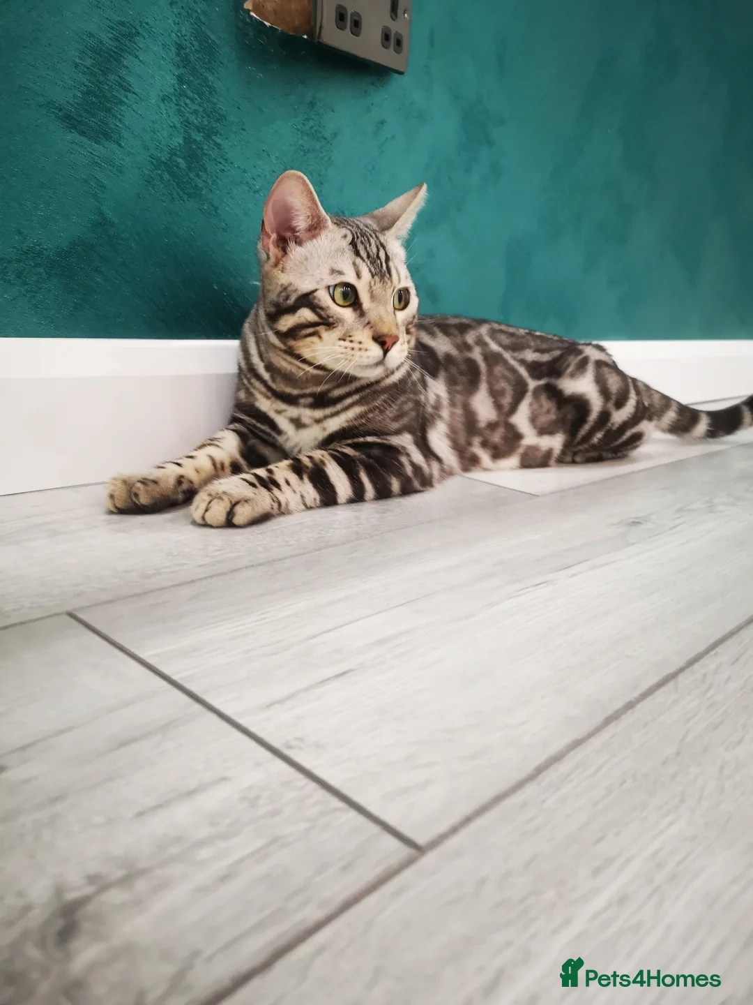 Bengal cats for stud: TICA active registered Silver boy for stud! in Bury Saint Edmunds - Advert 9