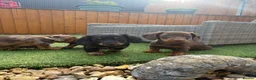 Miniature Dachshund dogs for sale: Miniature dachshund puppies - Advert 2