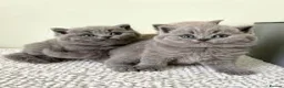 British Shorthair cats for sale: Beautiful playful kittens ready for loving homes - Advert 4