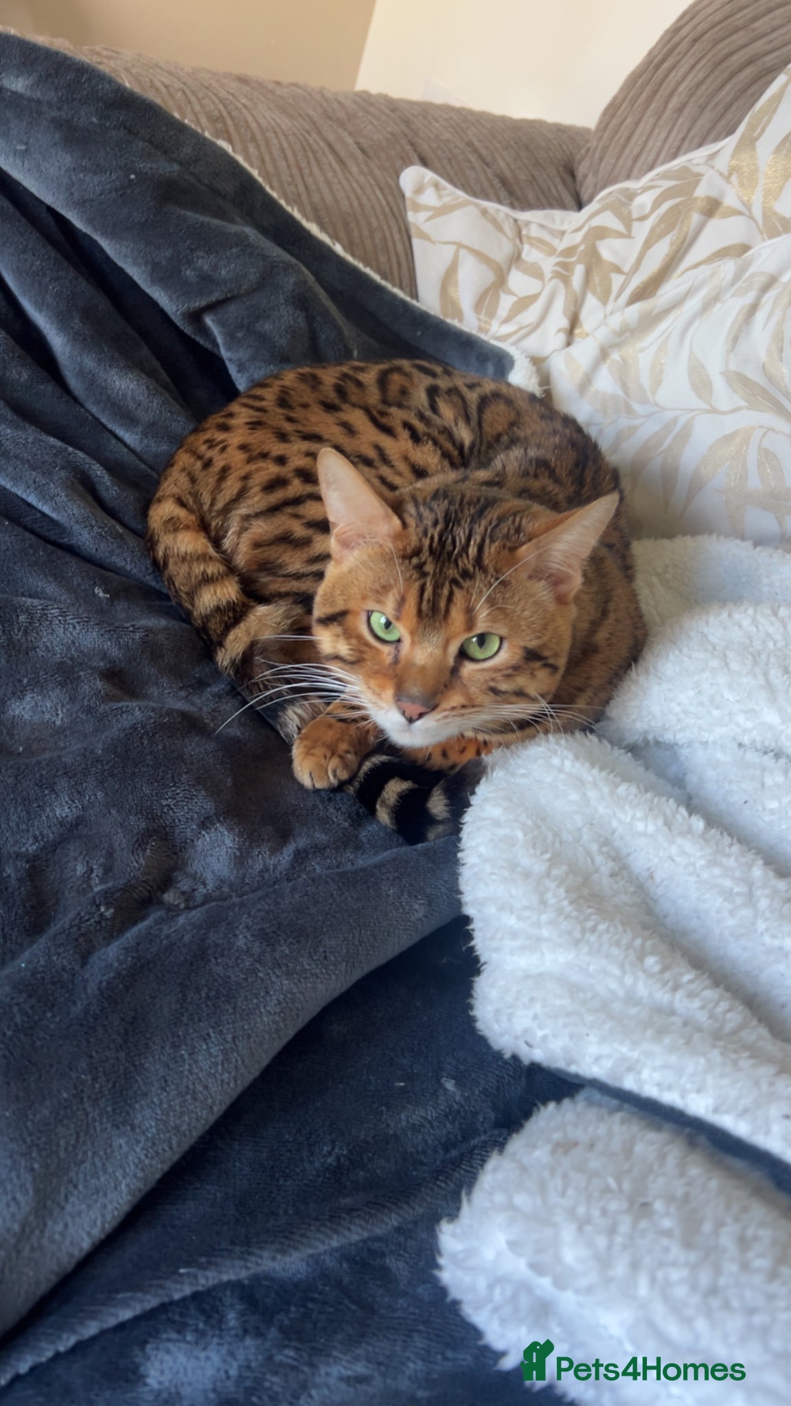 Bengal cats Male bengal  - Advert 1