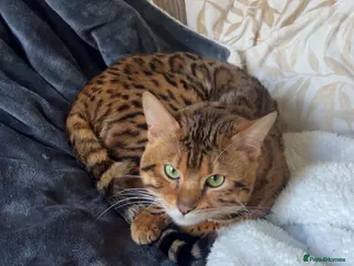 Bengal cats Male bengal - Advert 1