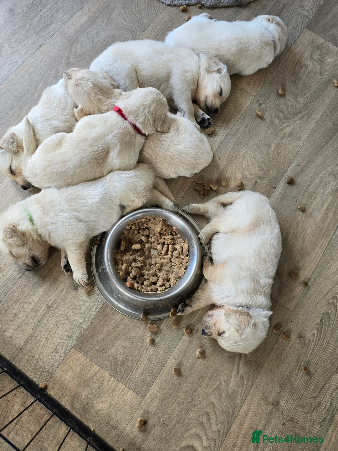 Golden Retriever dogs for sale: Amber is pregnant! - Advert 9