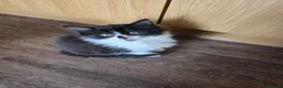 Mixed Breed cats for sale: 5 Adorable 3-Month-Old Kittens Need Loving Homes - Advert 18