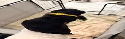 Cane Corso dogs for sale: Cane Corso puppy’s  - Advert 40