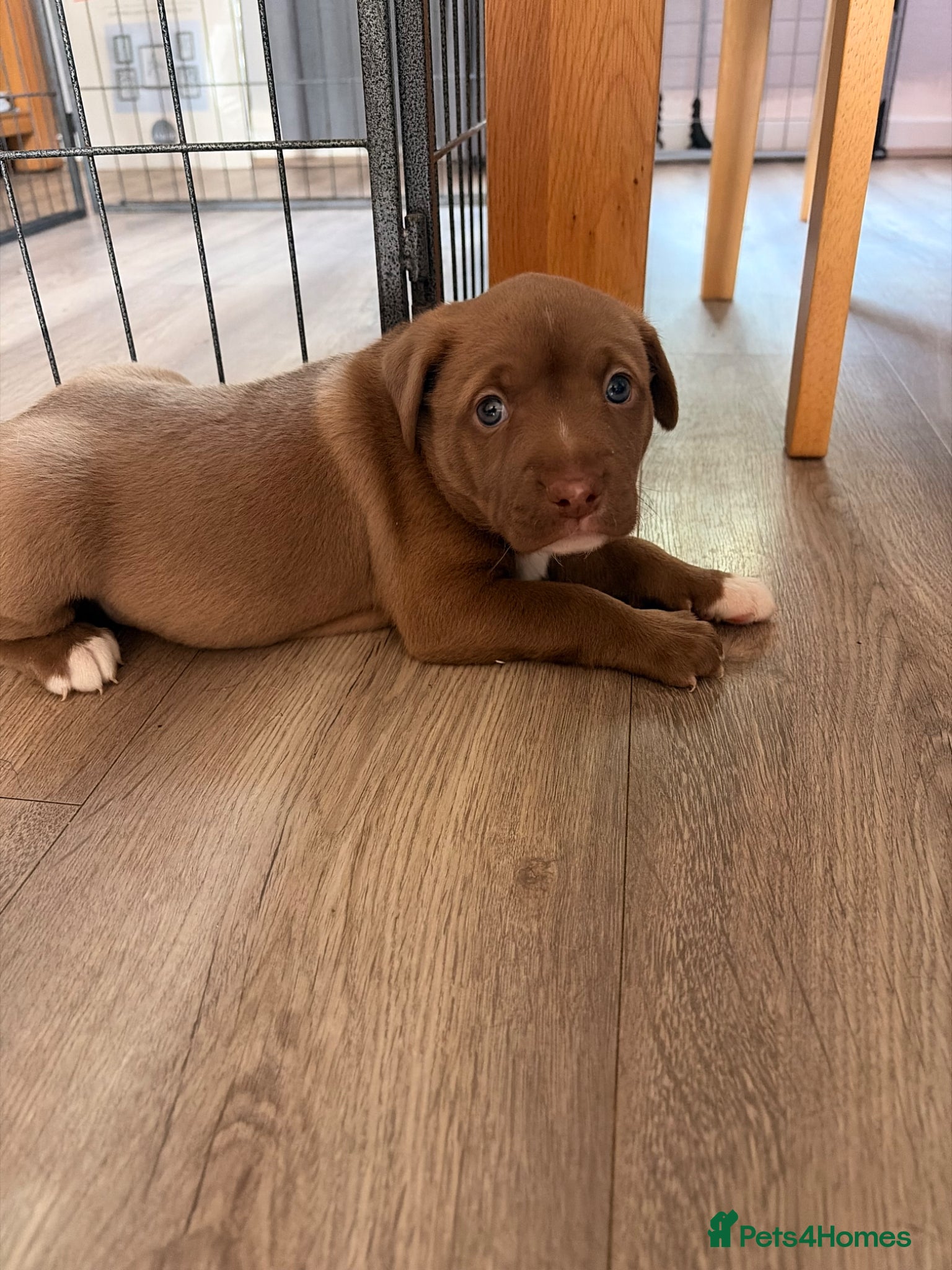 Mixed Breed dogs for sale: 2 female puppies  - Advert 5