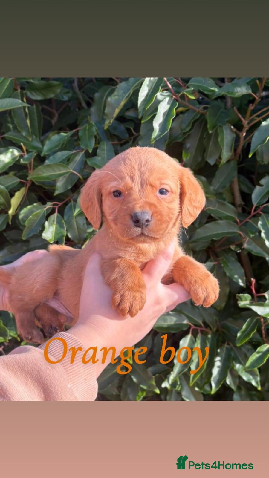 Cockerdor dogs Labrador x cocker spaniel pups - Advert 3