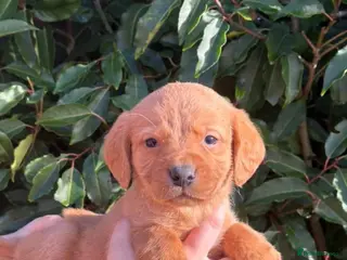Cockerdor dogs Labrador x cocker spaniel pups - Advert 3