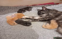 Maine Coon cats for sale: Maine Coon Kittens for sale - Image 4