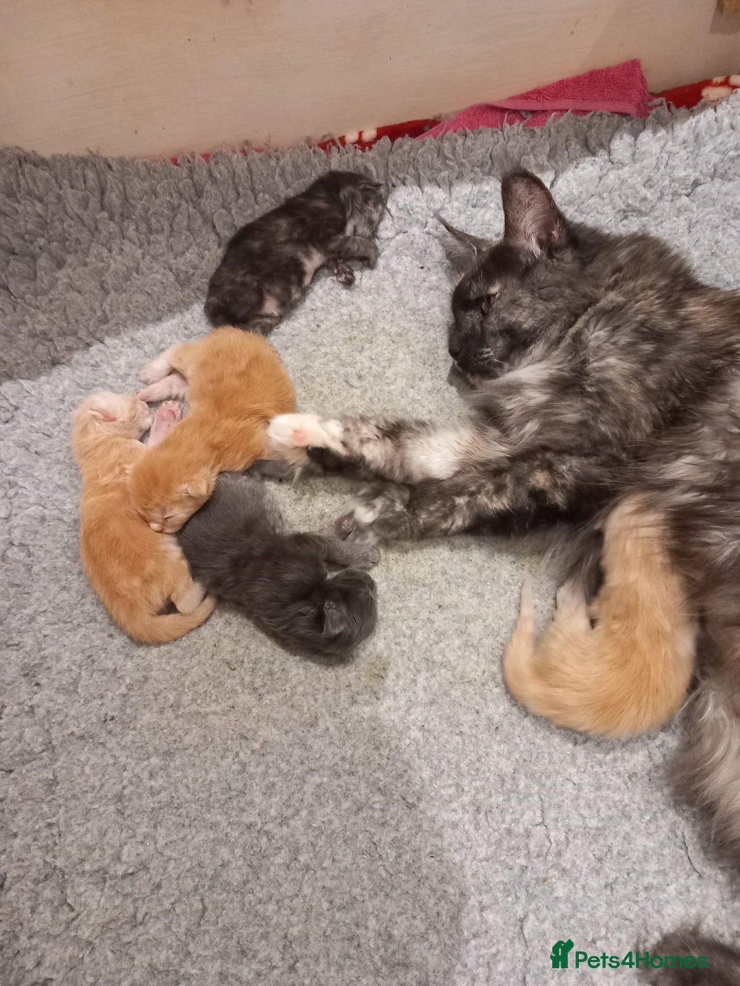 Maine Coon cats for sale: Maine Coon Kittens for sale - Image 4