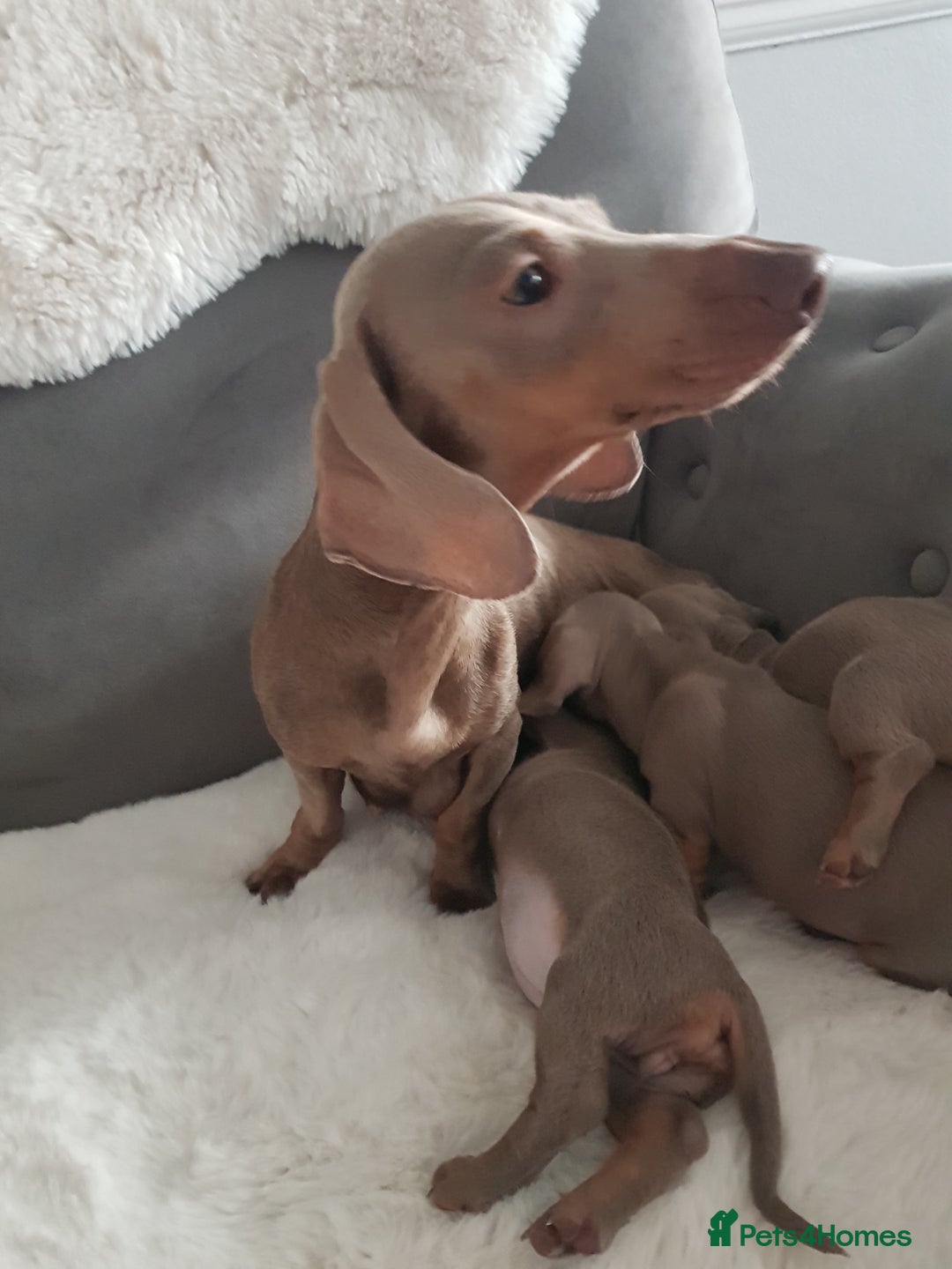 Miniature Dachshund dogs for sale: Miniature dachshund  - Advert 27