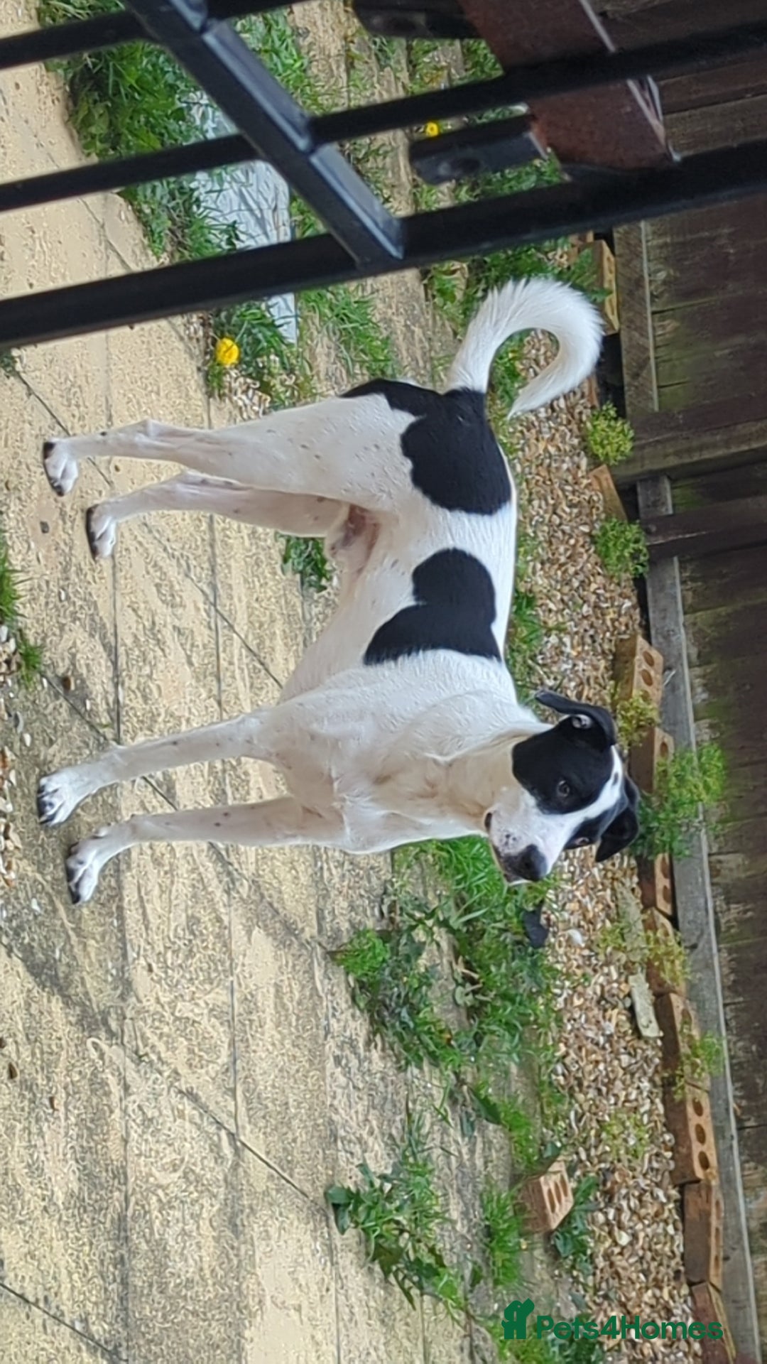 Mixed Breed dogs for sale: Roman - Image 7