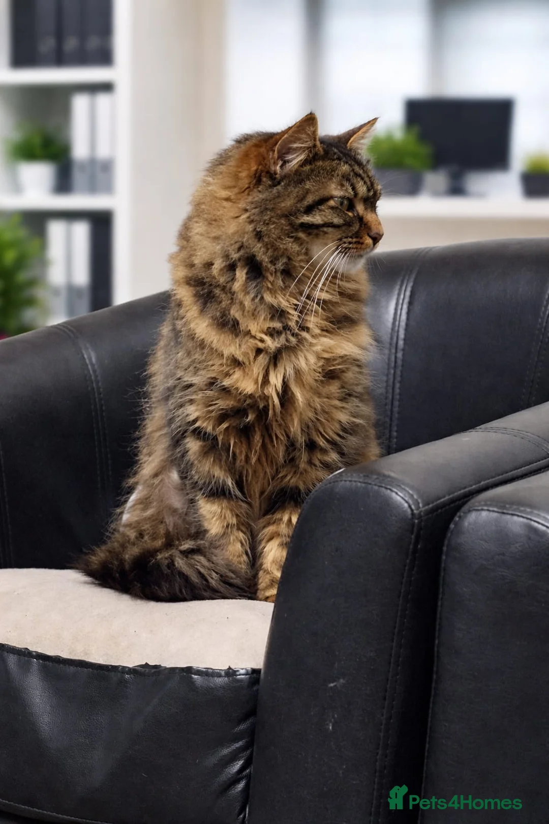 Mixed Breed cats for sale: Bellatrix - Advert 2