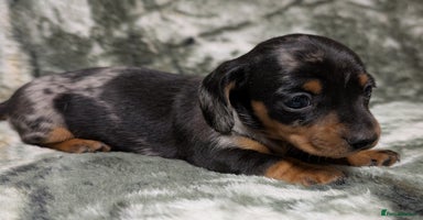 Miniature Dachshund dogs - Advert 2