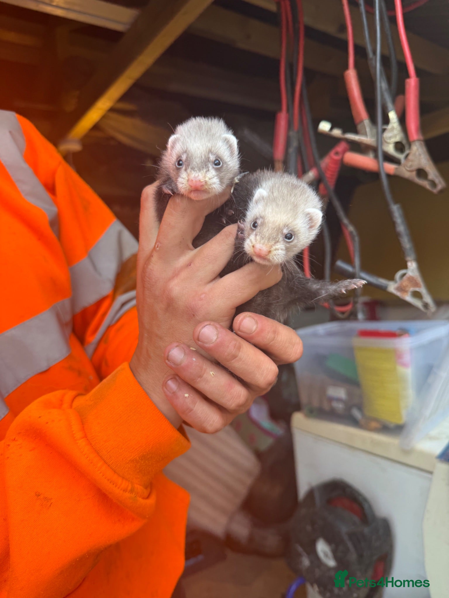 Ferret rodents Half micro semi angora kits - Advert 1