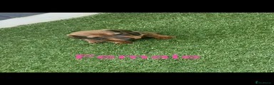 Dachshund 5