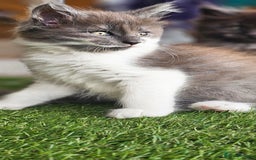 Maine Coon cats for sale: Prue breed mainecoon kittens - Image 15