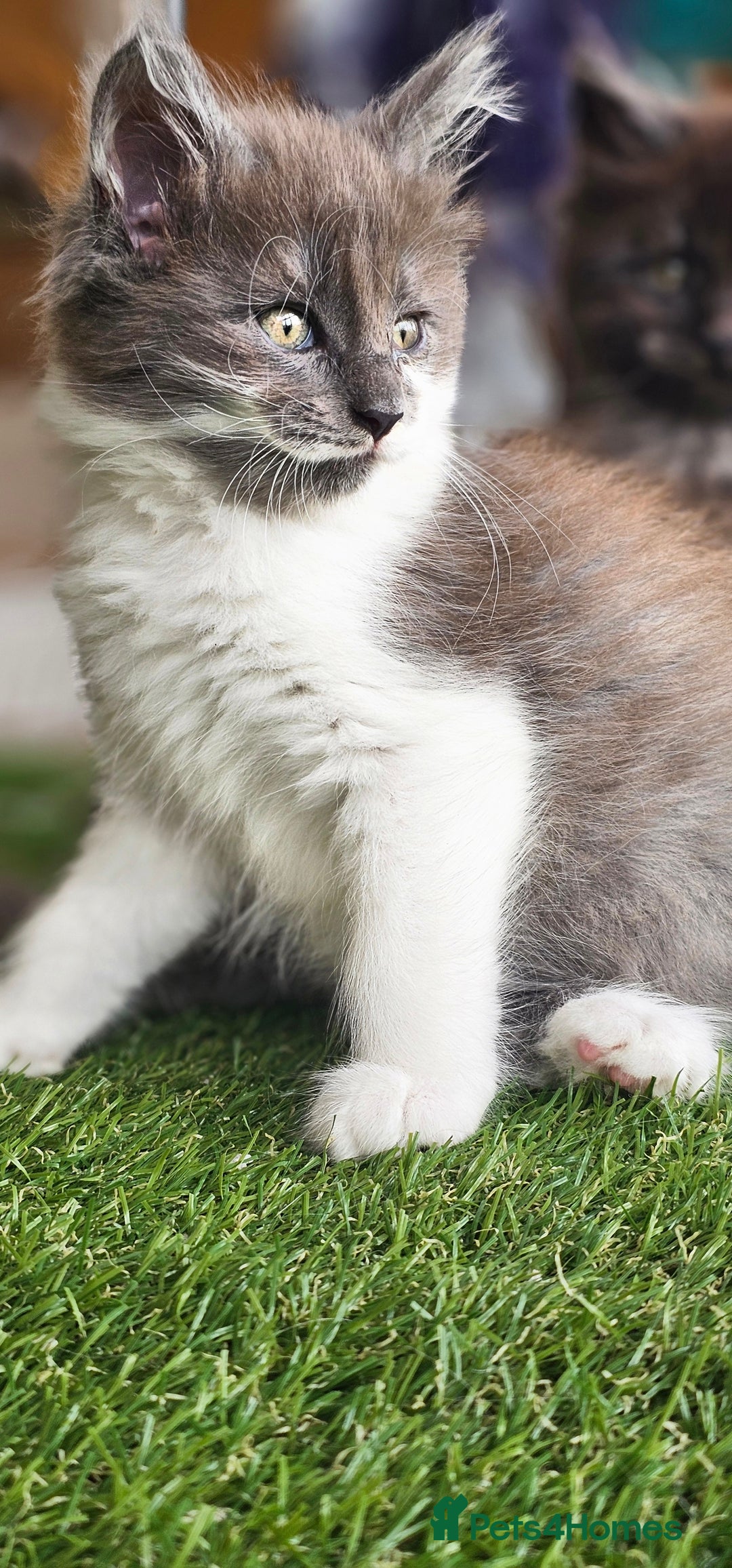 Maine Coon cats for sale: Prue breed mainecoon kittens - Image 15