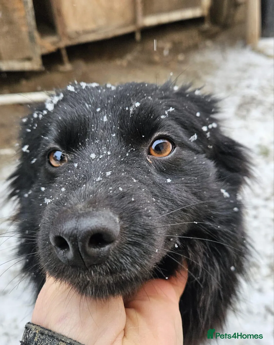 Mixed Breed dogs for adoption: 💙MARTINEL💙 - a Beautiful Soul for a Loving Home - Advert 4