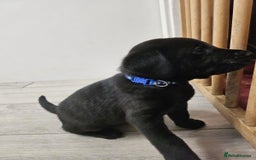 Labrador Retriever dogs for sale: Black boy labradors from working/gun dogs - Image 2