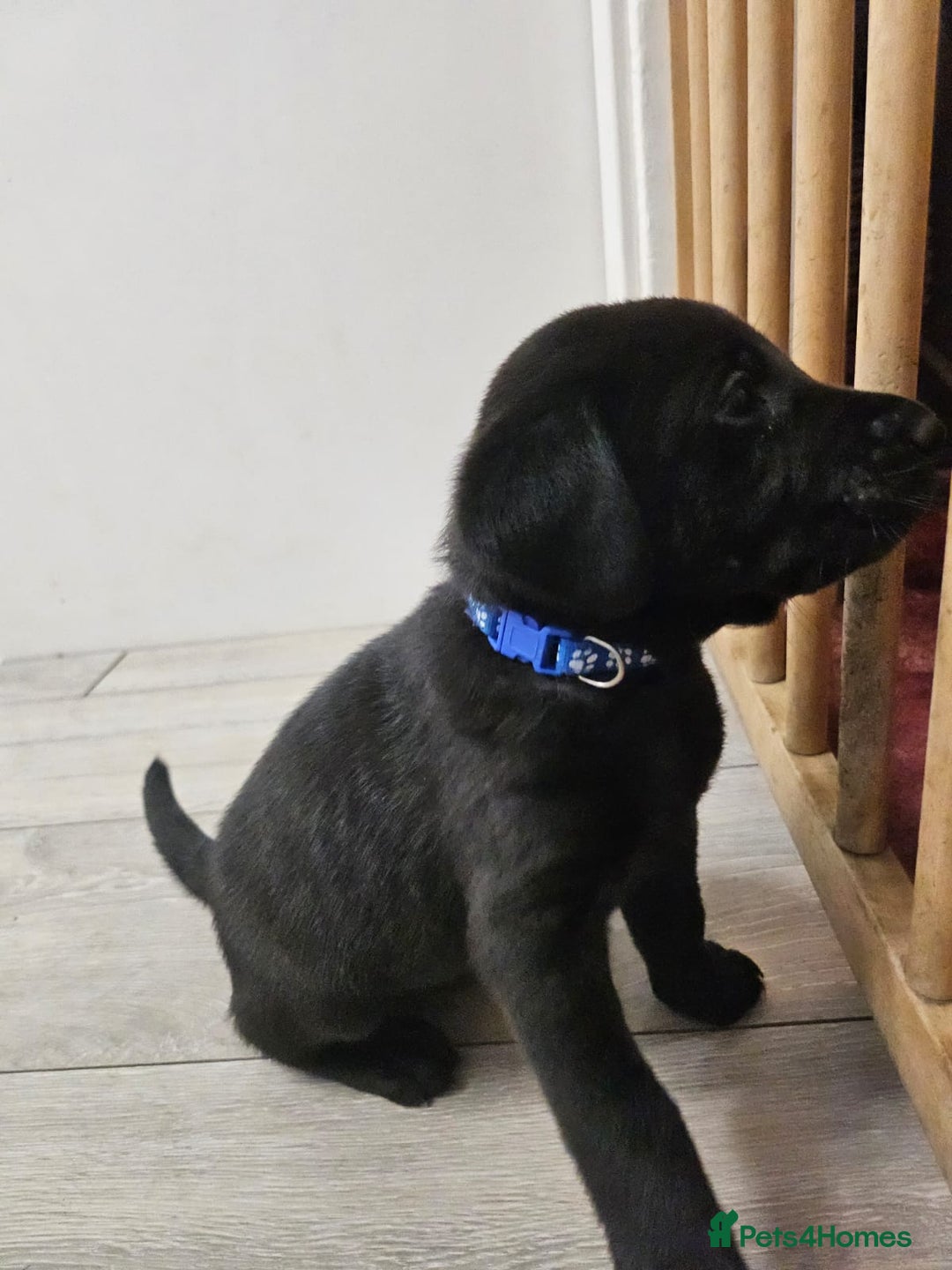 Labrador Retriever dogs for sale: Black boy labradors from working/gun dogs - Image 2