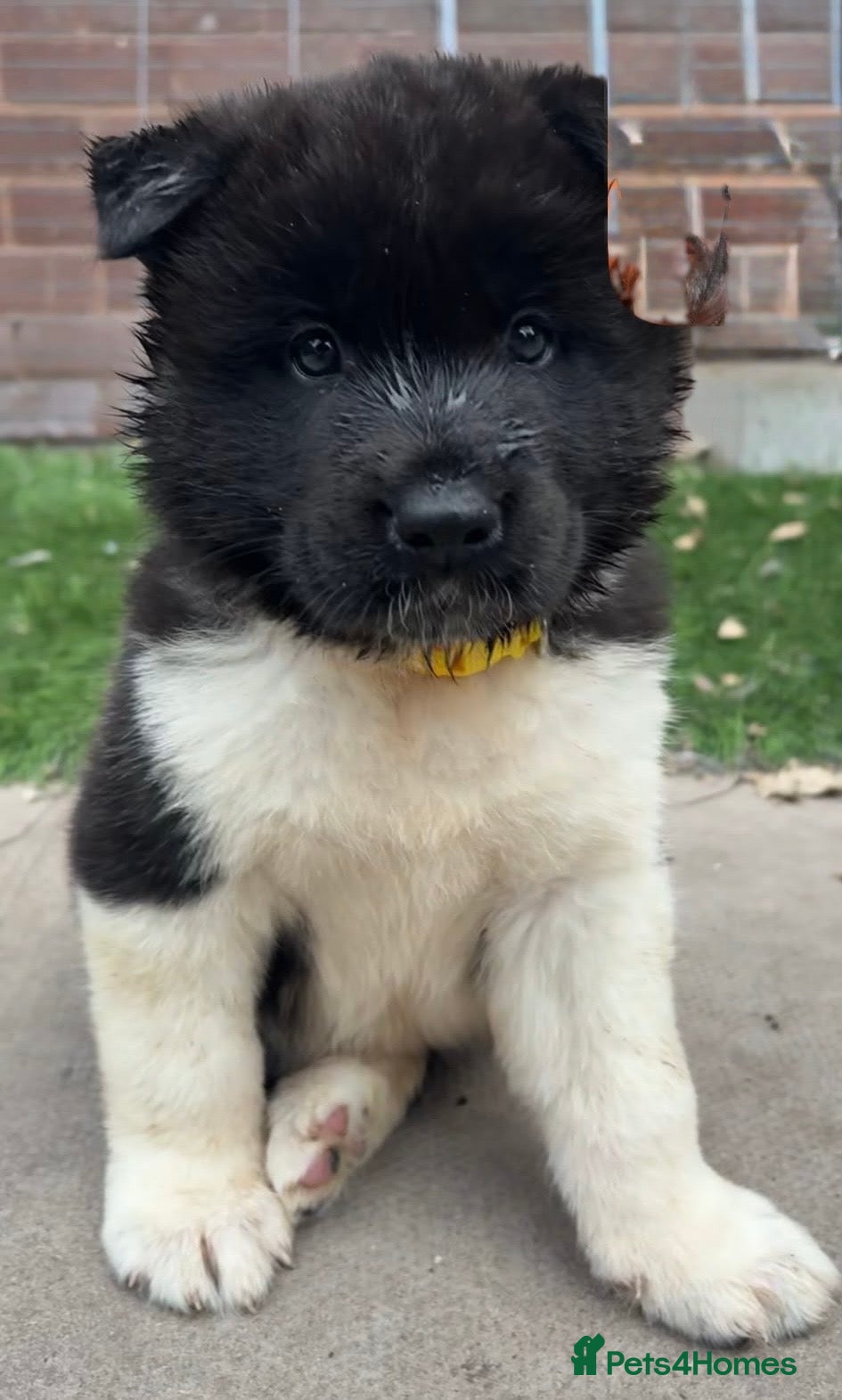 Akita dogs Amazing bundles of joy looking for Forever Homes - Advert 2