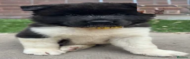Akita 1
