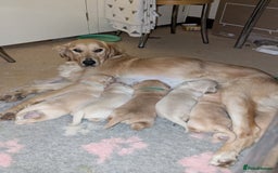 Golden Retriever dogs for sale: Wonderful,playful ,adventurous happy little furs😍 - Image 2