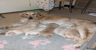Golden Retriever dogs - Advert 15