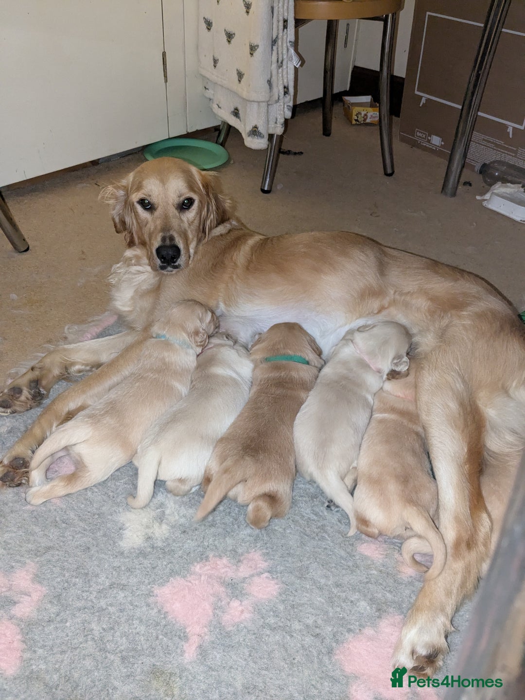 Golden Retriever dogs for sale: Wonderful,playful ,adventurous happy little furs😍 - Image 2