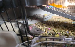 Rat rodents for sale: (AWAITING COLLECTION) 4 male rats for a good home  - Image 11