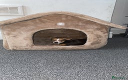 Chihuahua dogs for sale: Female Chihuahua (9 months old) - Image 2